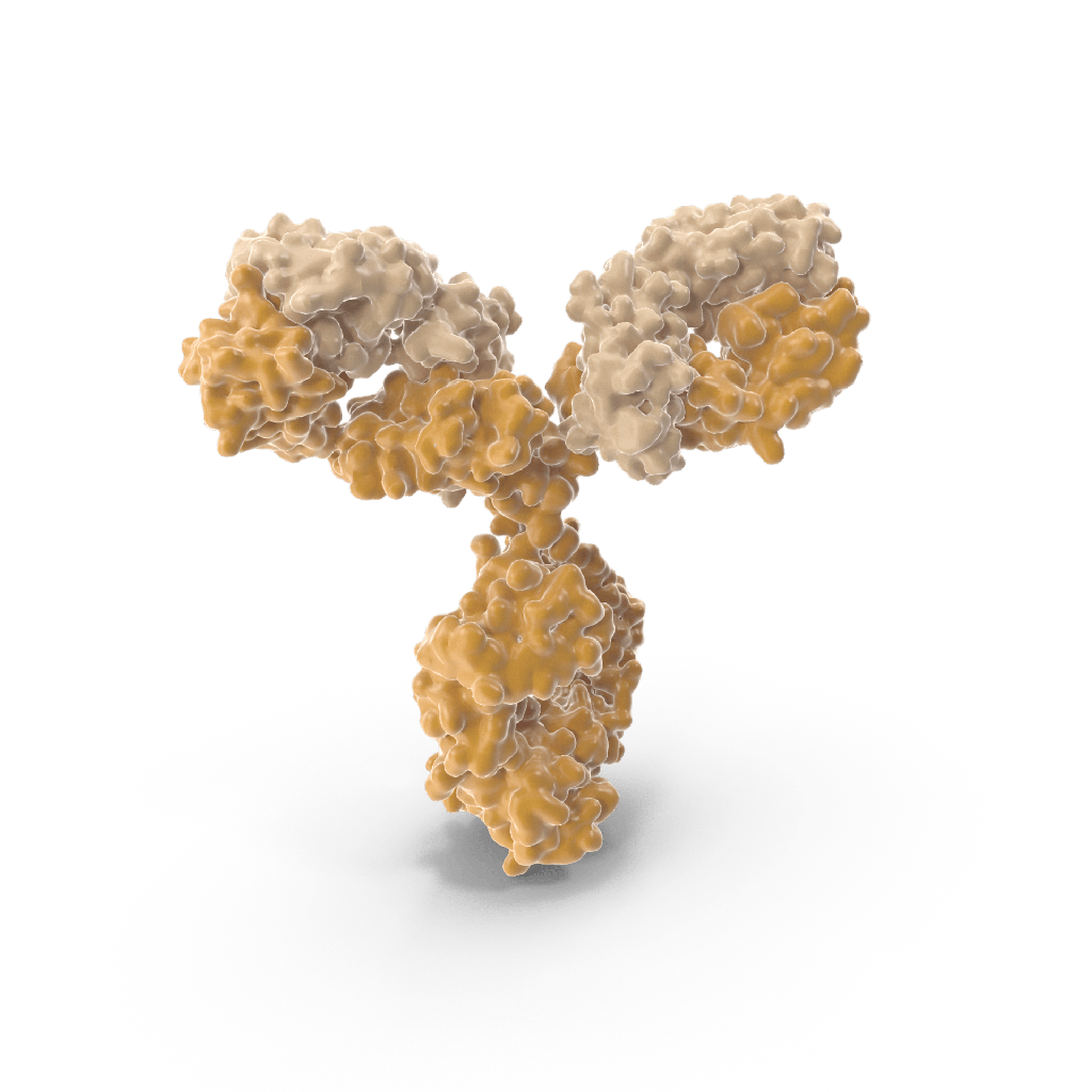 anti-Human Ferritin Antibody